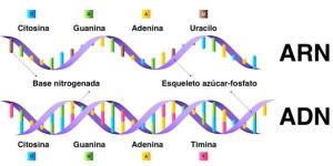 ADN y ARN.jpg
